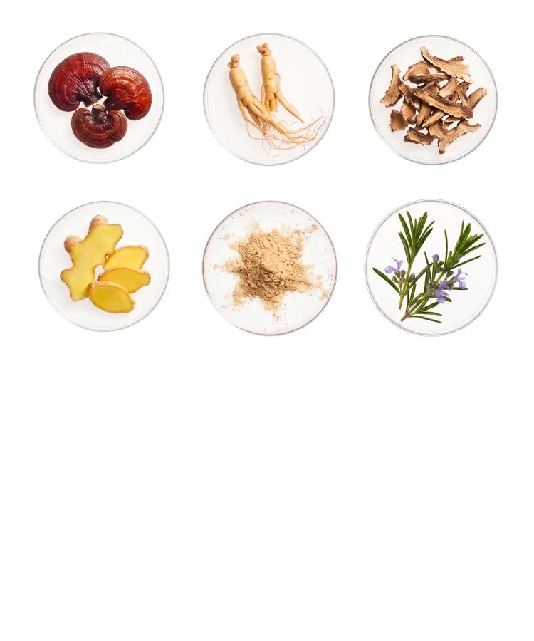Botanical ingredients in petri dishes — reishi, ginseng, ginger, rosemary