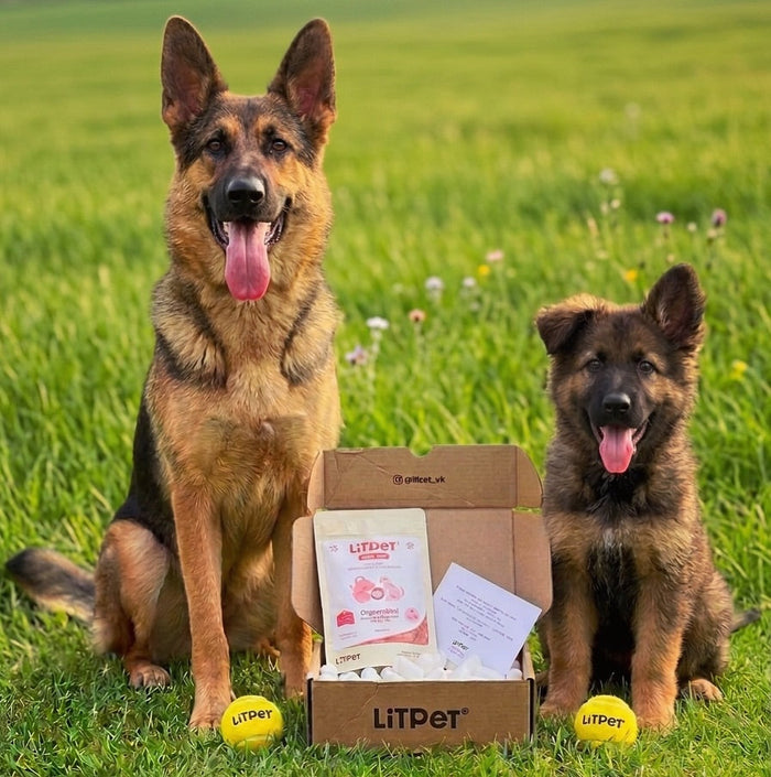5 Signs Your Pet’s Gut Is Struggling This Summer - And What To Do About It