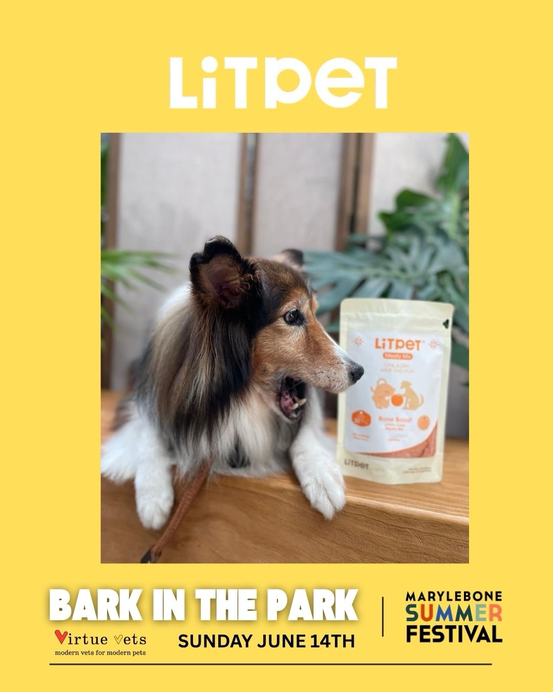 LitPet at Bark in the Park Marylebone with YapYap Dog