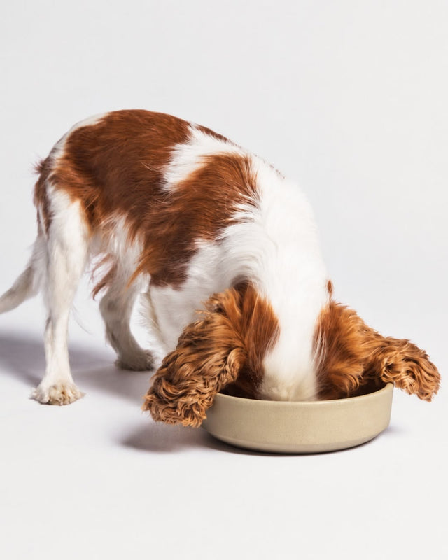 How to Keep Your Dog Cool and Healthy This Summer - The LitPet Guide