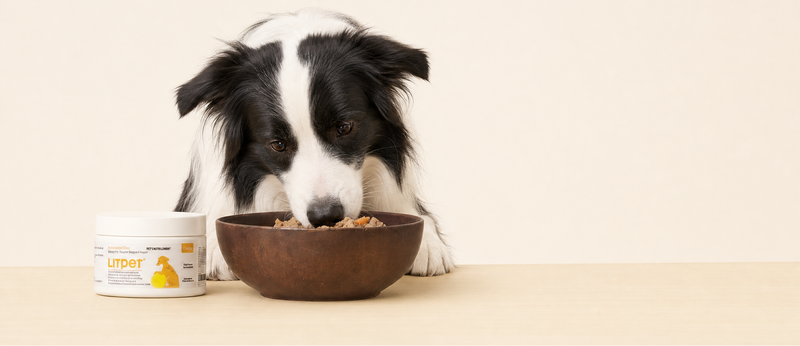 Curious brown and white dog peeking over a ledge on a yellow background