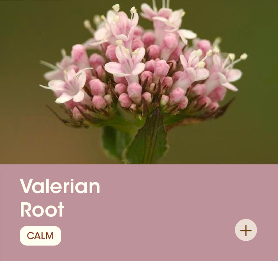 Valerian Root