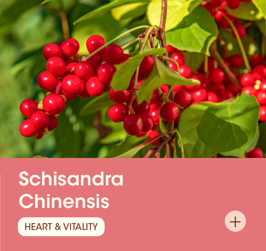 Schisandra Chinensis