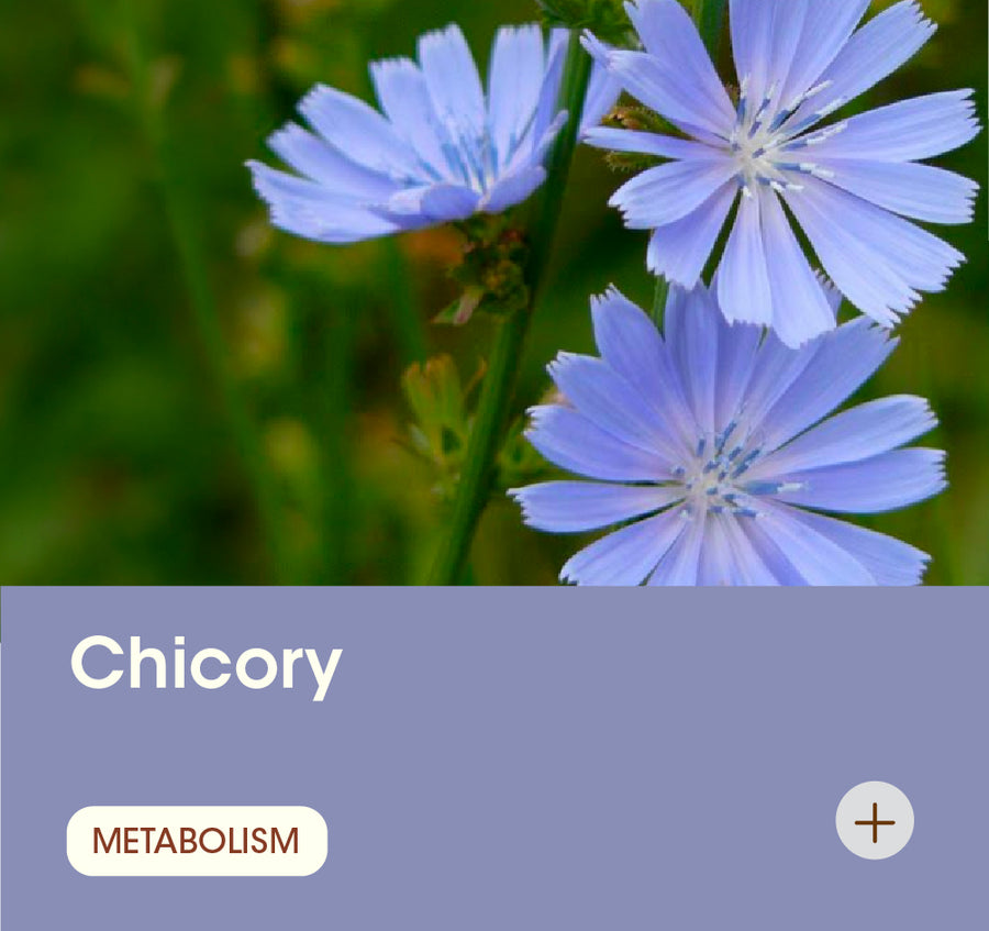 Chicory