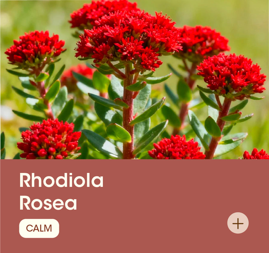 Rhodiola Rosea