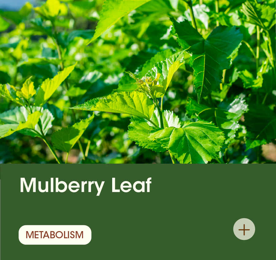 Mulberry Leaf