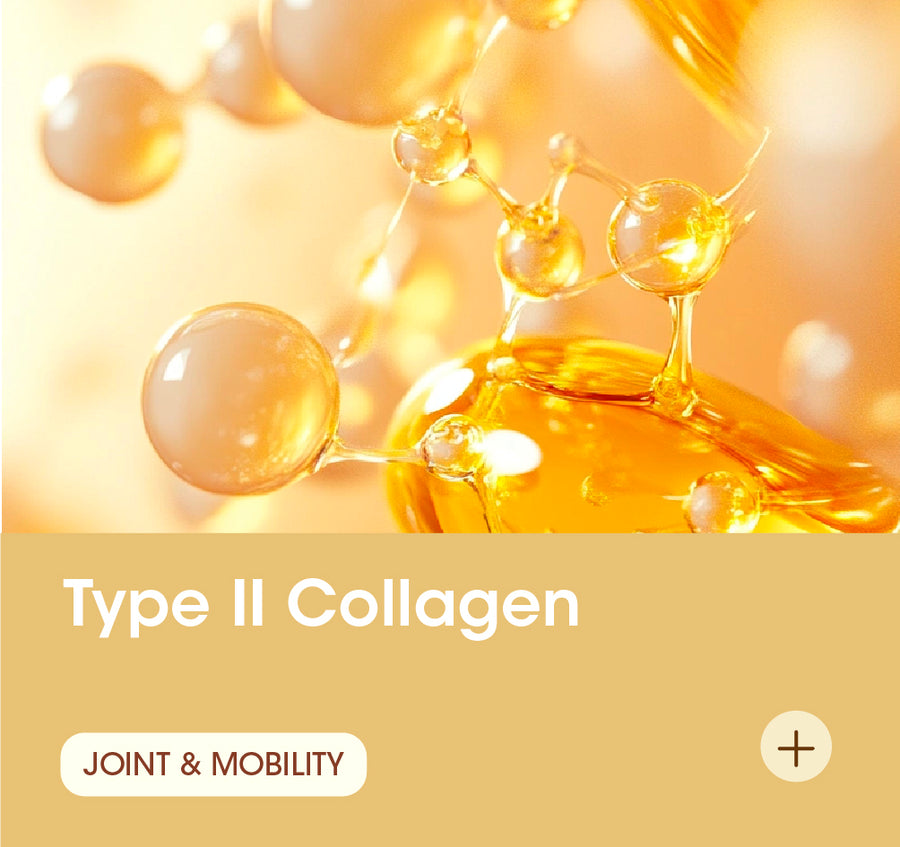 Type II Collagen