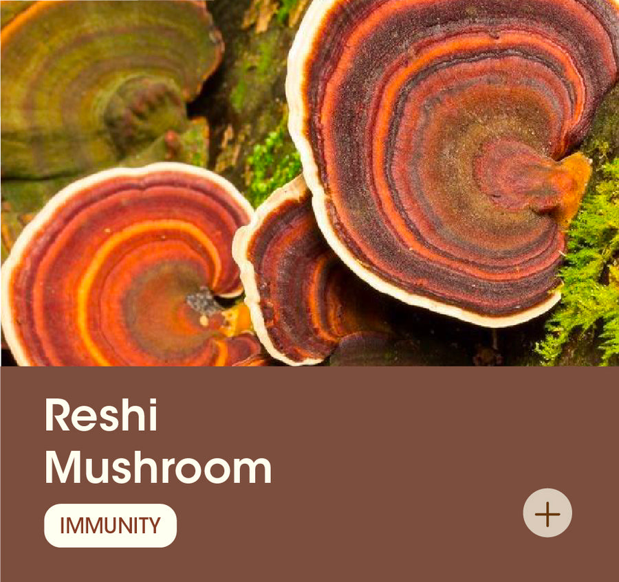 Reishi Mushrooms