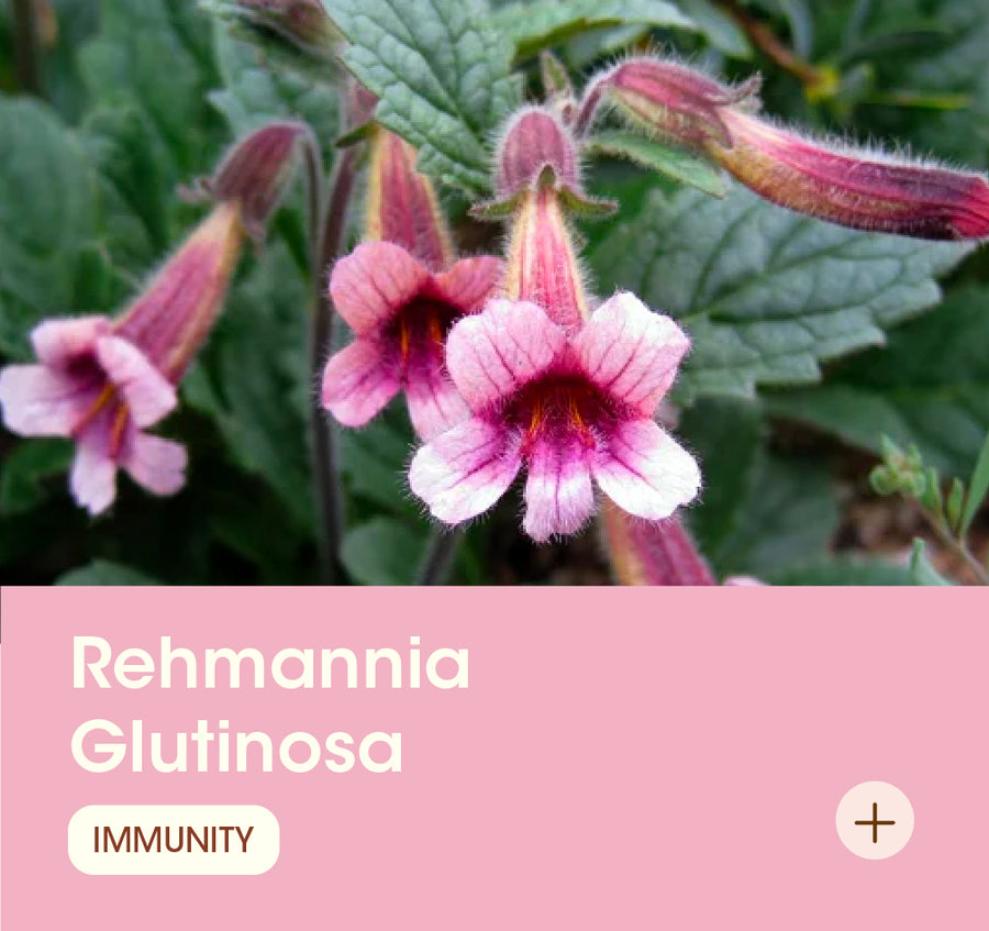 Rehmannia Glutinosa