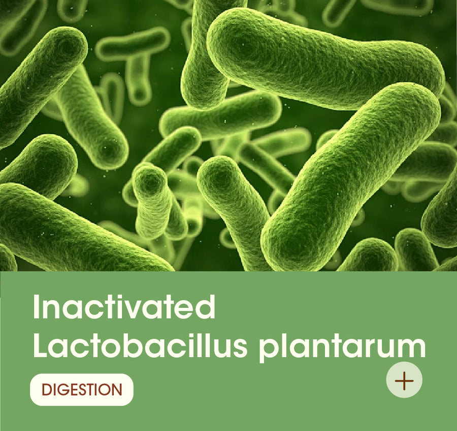 Inactivated Lactobacillus plantarum