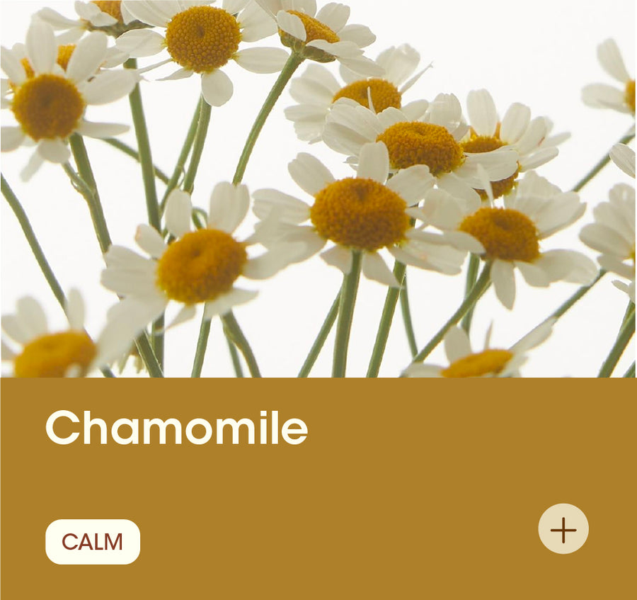 Chamomile