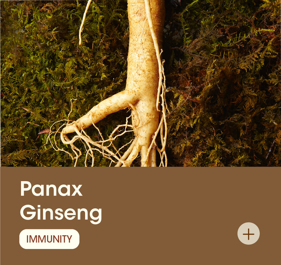 Panax Ginseng