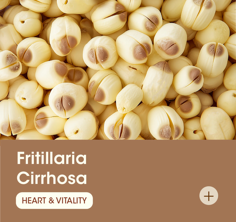 Fritillaria Cirrhosa