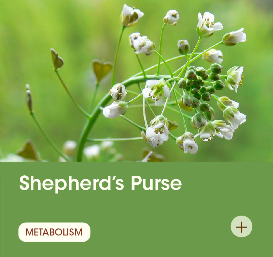 Shepherd's Purse
