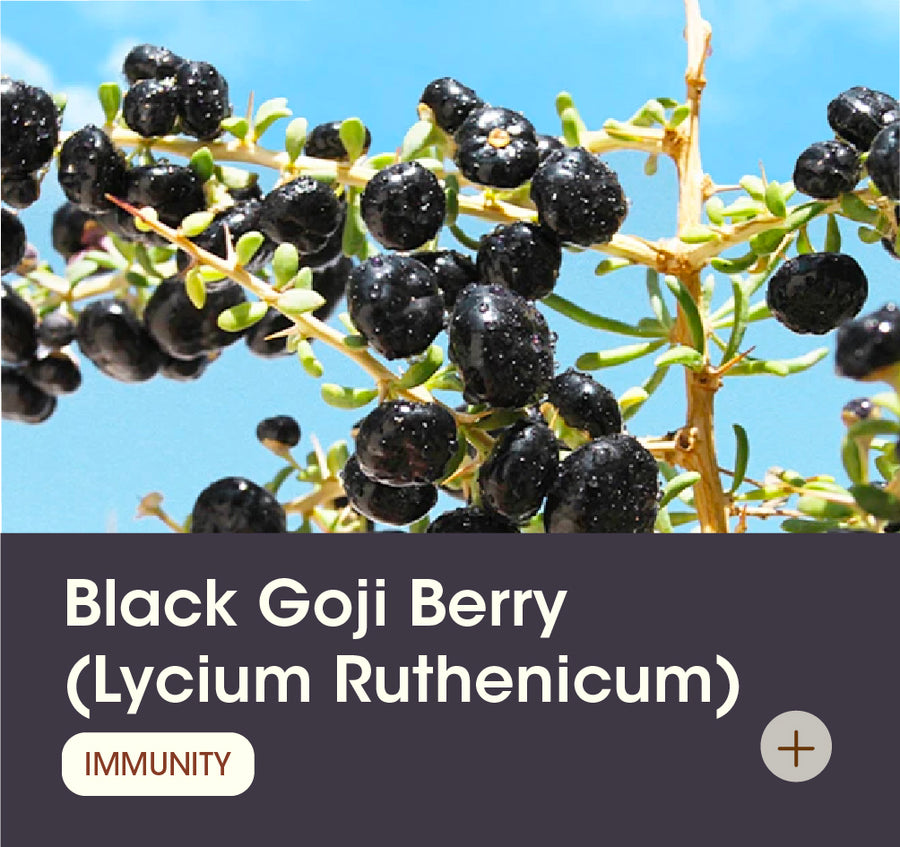 Black Goji Berry (Lycium Ruthenicum)