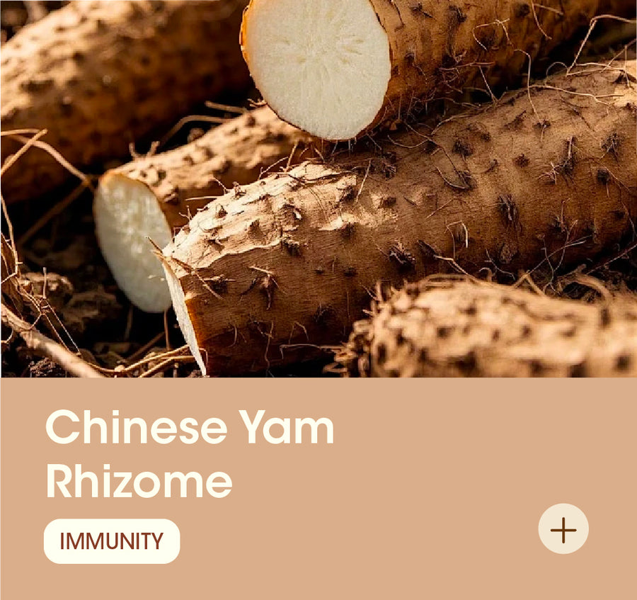 Chinese Yam Rhizome