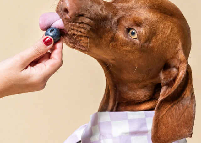 5 Signs Your Pet’s Gut Is Struggling This Summer - And What To Do About It