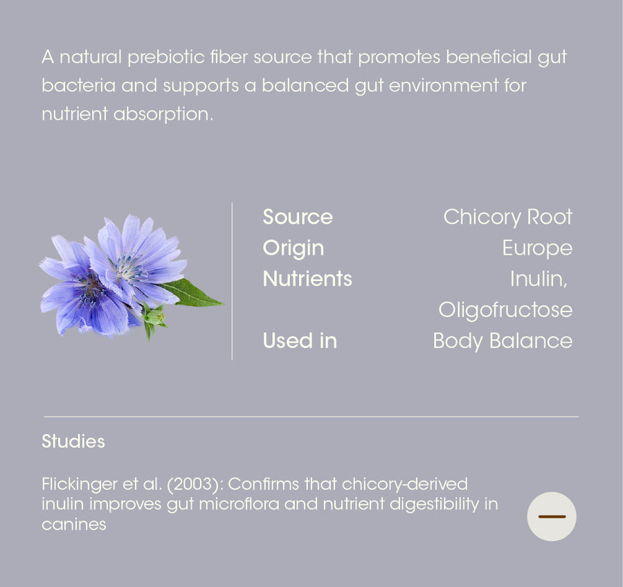 Chicory details