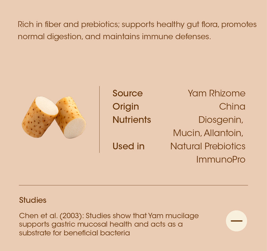 Chinese Yam Rhizome details