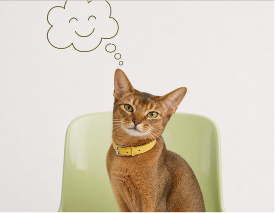 Calming & Anxiety for cats