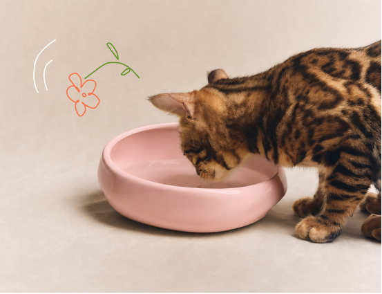 Immune & Digestion for cats