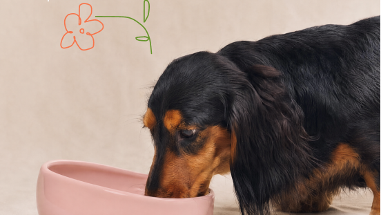 Immune & Digestion for dogs