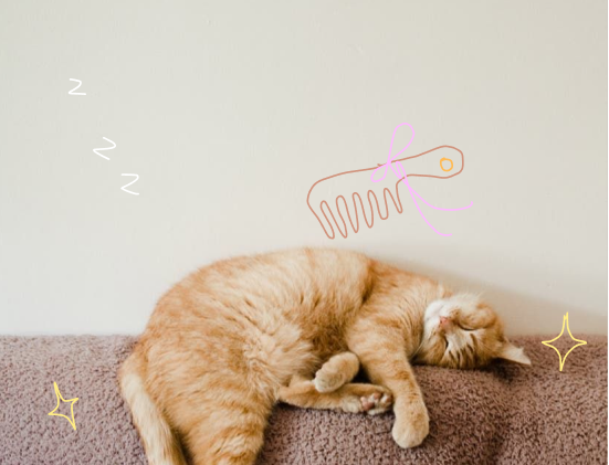 Skin & Coat for cats
