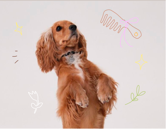 Skin & Coat for dogs