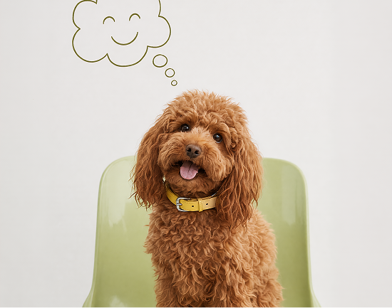 Calming & Anxiety for dogs
