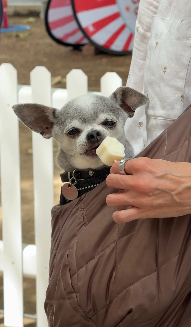 LitPet at Bark in the Park Marylebone with YapYap Dog