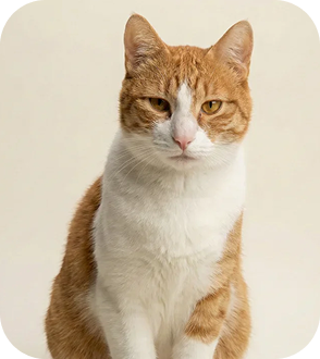 Mochi
