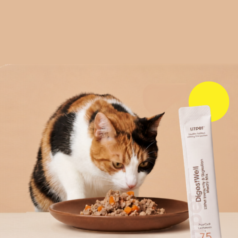Ginger tabby cat sitting calmly on a yellow background