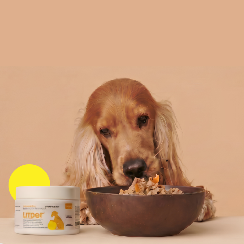 Curious brown and white dog peeking over a ledge on a yellow background
