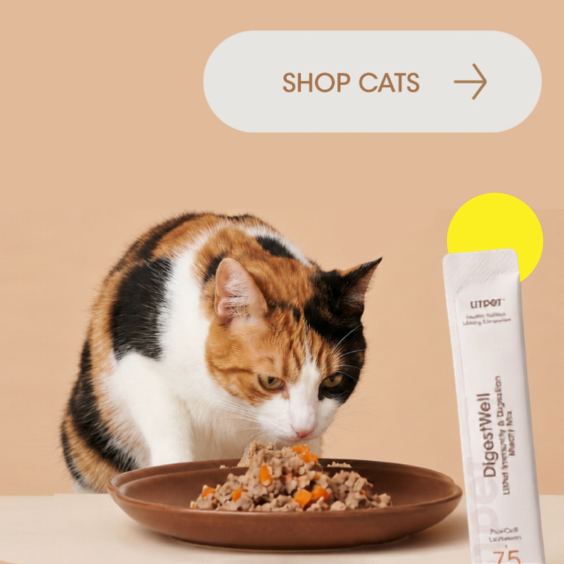 Ginger tabby cat sitting calmly on a yellow background