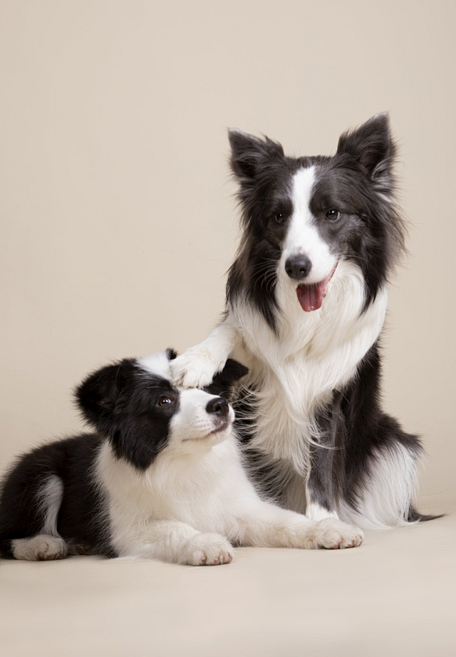 Understanding the Doggy DMI: A Vet's Guide to Your Dog's Wellness Score