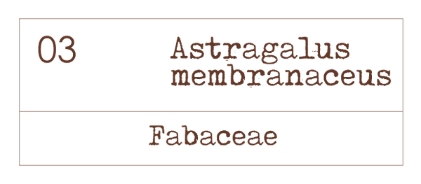 Astragalus membranaceus