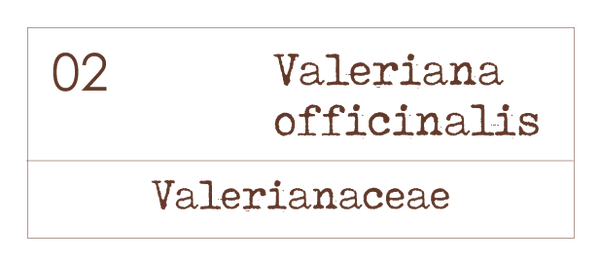Valeriana officinalis