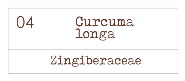 Curcuma longa