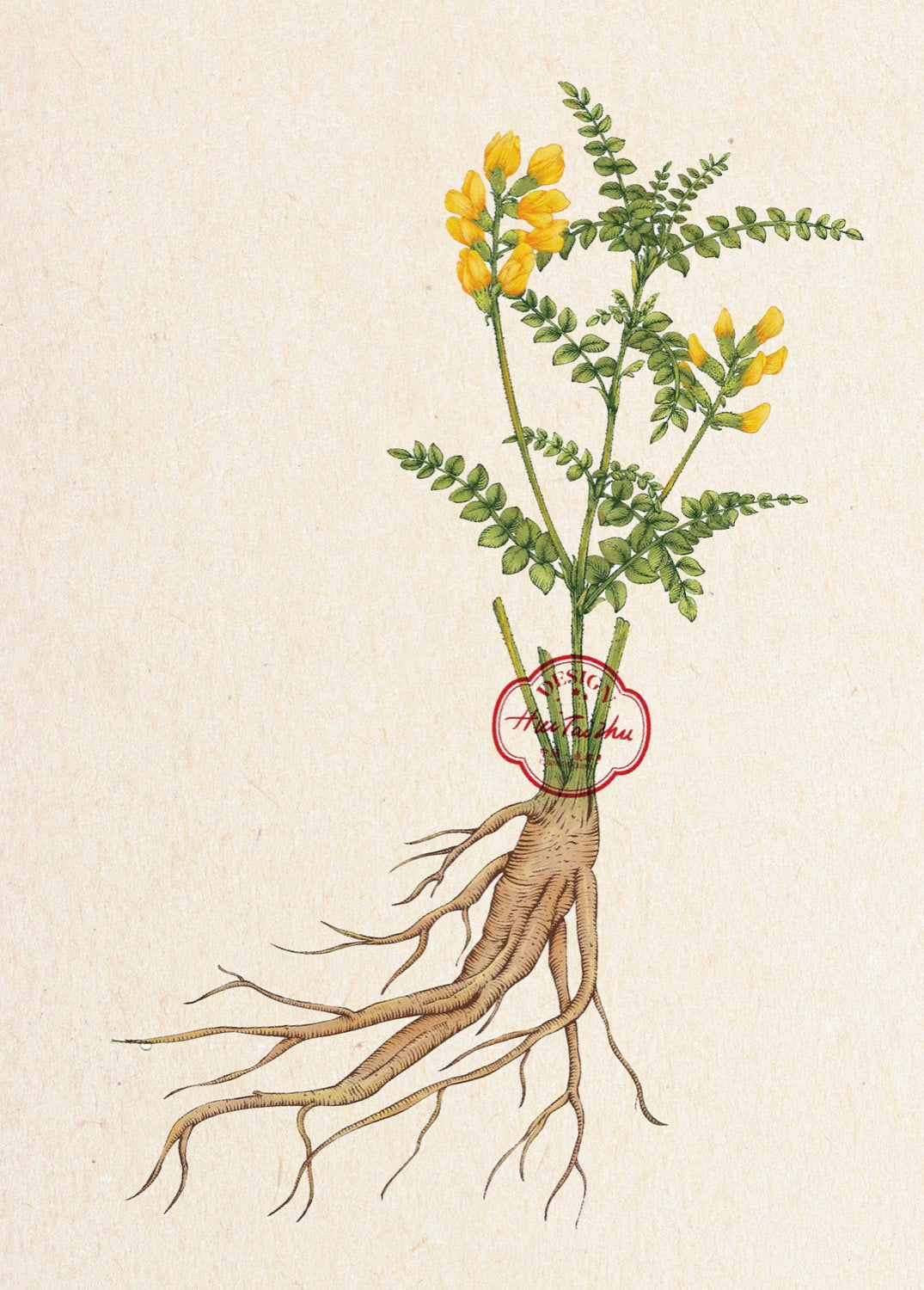 Botanical illustration of Astragalus membranaceus