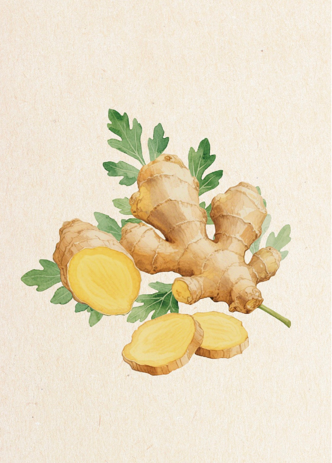 Botanical illustration of Curcuma longa