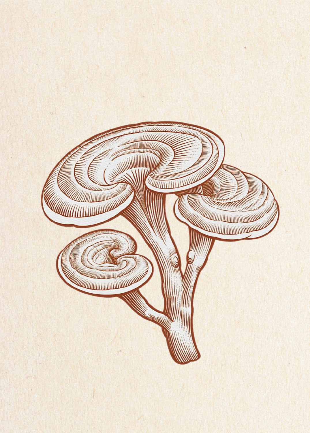 Botanical illustration of Ganoderma lucidum