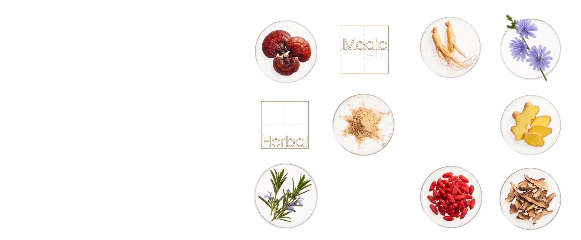 Botanical ingredients in petri dishes — reishi, ginseng, ginger, rosemary